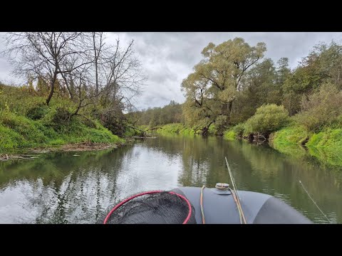 Видео: Buster Jerk 150мм против Crackjack 78SR F в конце сентября на малой речке