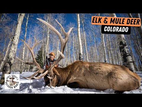 Видео: Высокогорная охота на лосей и оленей-мулов