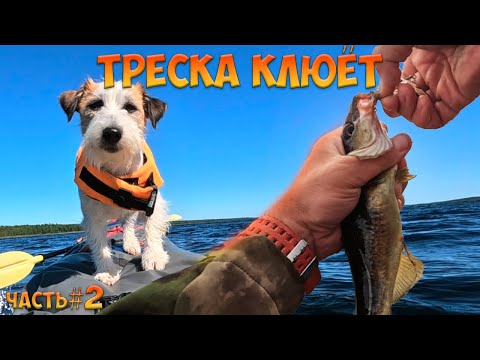 Видео: #2 Ловим треску | Переход в губу Кив