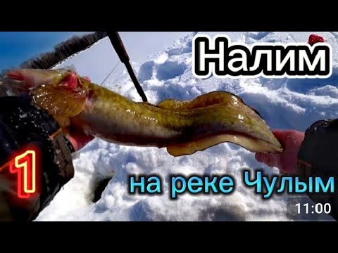 Видео: Вчера поставил удочки на НАЛИМА. А сегодня уже первый результат! Река ЧУЛЫМ