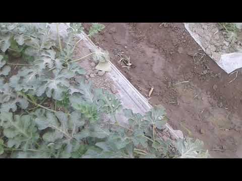 Видео: Тарвузни палагини тараш. Тарвуз хамаги мушдек булиб колибди курмей колибман.
