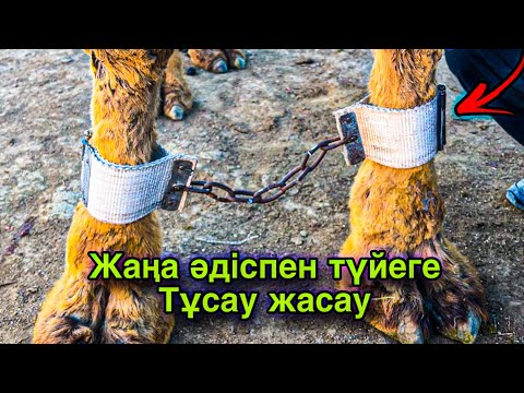 Видео: Түйеге ерекше әдіспен Тұсау жасау.Путы для скот