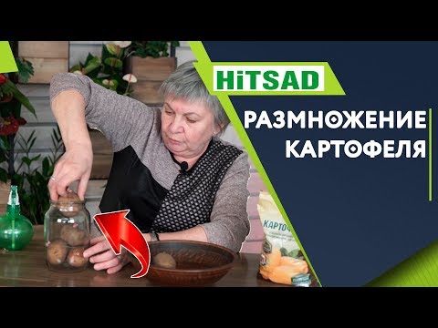 Видео: Способ размножение картофеля ✔️ 100% Результат