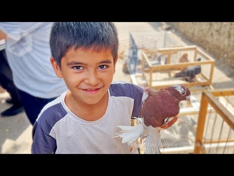 Видео: Птичий рынок г. Ташкент - ГОЛУБИ (30.09.2023) / Uzbek Pigeons / Usbekische tauben