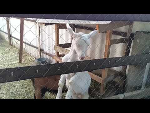 Видео: Дружковка 2 сентября 2025 г. Ночью гроза.