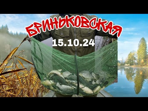 Видео: БРИНЬКОВСКАЯ ТАРАНЬ 16.10 +БОНУС