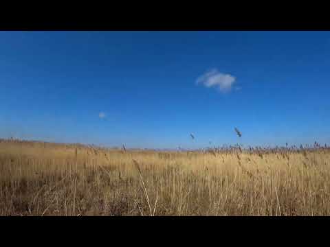 Видео: Охота с другом  и лайками на барсука!!! 2021г