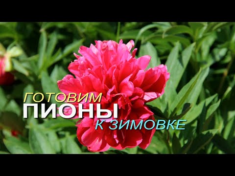 Видео: ОСЕННЯЯ ОБРАБОТКА И ПОДКОРМКА ПИОНОВ! Советы от ЗЕЛЕНОГО ОГОРОДА!