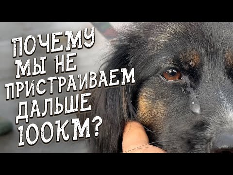 Видео: Спасение животных / Обозвали тварями / Забрали мелкаша из Челябинска