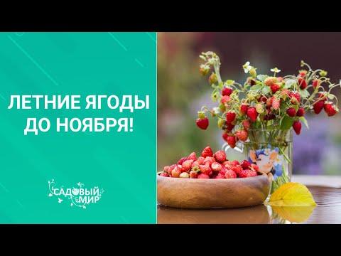 Видео: Земляника садовая:ароматные летние ягоды до ноября! Как зимует ремонтантная земляника. Уход.