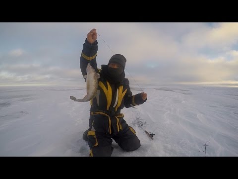 Видео: Рыбалка на Онежском озере. Ловля налима на жерлицы и поставухи.
