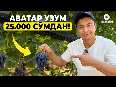 Видео: УРУҒСИЗ УЗУМ КЎЧАТЛАРИГА АКЦИЯ БОШЛАНДИ! | ШУҲРАТ АБРОРОВ #shuhratabrorov #uzum #uzumchilik #avatar