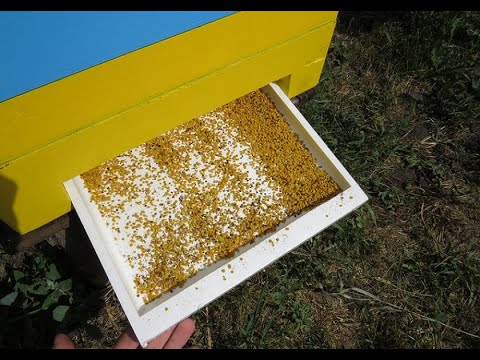 Видео: Лучший метод сбора пыльцы. Лучший пыльцесборник. Как собрть пыльцу