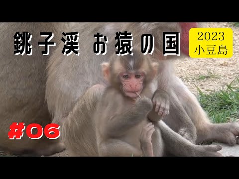 Видео: [#06] Страна обезьян в долине Чоши, июль 2023 г., часть 1