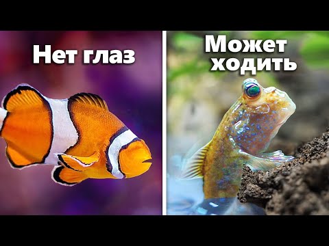 Видео: Я Завёл 7 Самых Странных Аквариумных Рыб...