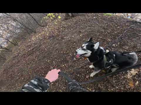 Видео: С хаски Диком на крутой горке 2.11.25 часть 1