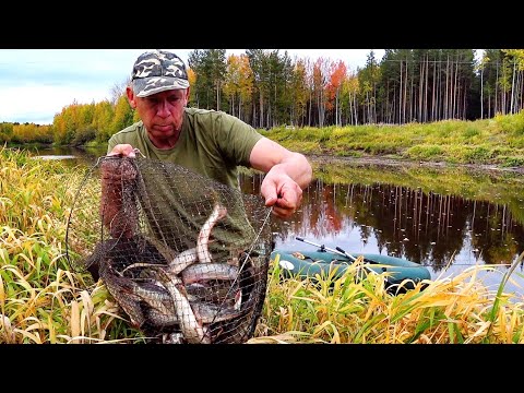 Видео: Щурогай на каждый заброс на таёжной речке. Осень. ХМАО-Югра.