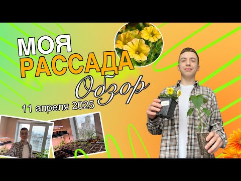 Видео: ОБЗОР МОЕЙ РАССАДЫ! 11 апреля 2025 год!