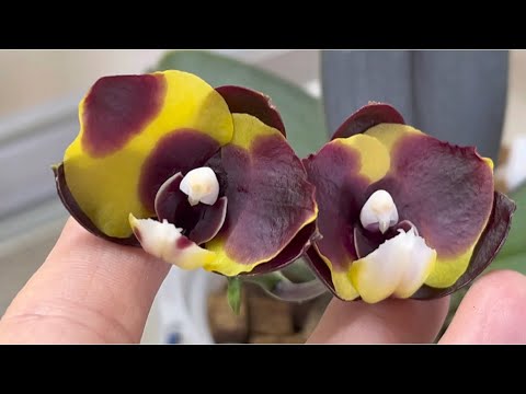 Видео: 2 ГОДА ждала это ЦВЕТЕНИЕ🤯 Орхидеи Толумнии мой "СПЕЦУХОД"💧