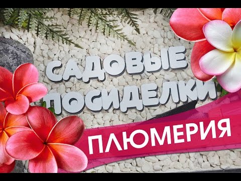 Видео: Плюмерия - секреты ухода и выращивания в домашних условиях. Проверенные способы  укоренения.