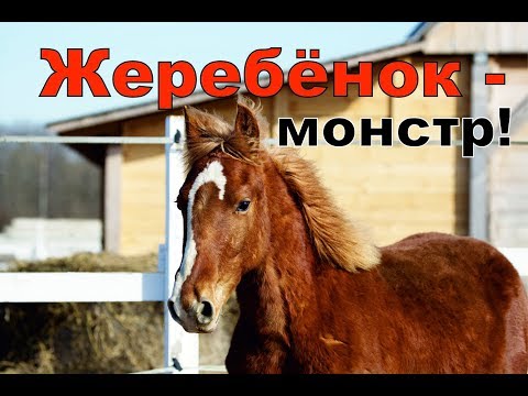 Видео: Клёвый. Конь творит страшные вещи!