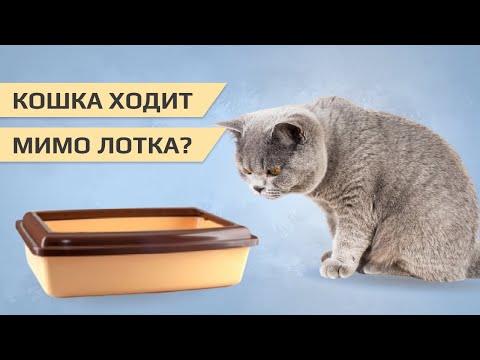 Видео: Кошка ходит мимо лотка
