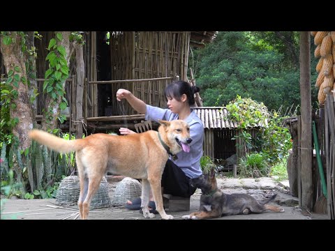Видео: Жизнь в одиночестве в горах: переделка сада и создание особого бань дыка