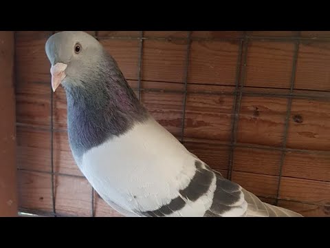 Видео: Турецкие голуби с Германии по линии Османа (Анкара) и Паула (Мардин)🕊️🌍🤝