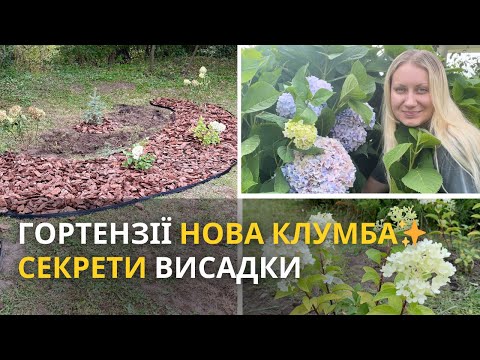 Видео: Нова клумба з гортензій 🌸✨ Заморозок знищив молоді кущики?❄️