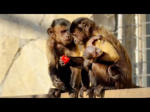 Видео: На руке с висящей головой- мама так и носит малыша, пугая туристов! Хочет вырастить ручного капуцина