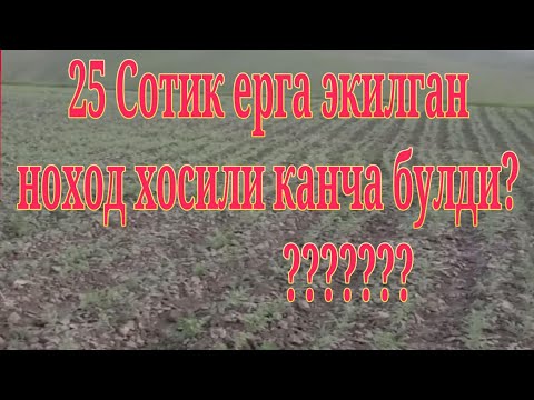 Видео: Н-62.  25 сотик ерга экилган ноход хосили ??? +992557002216 ватсап