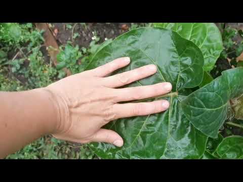 Видео: Тамарилло. Как выращивать. Мой опыт высадки на улицу.