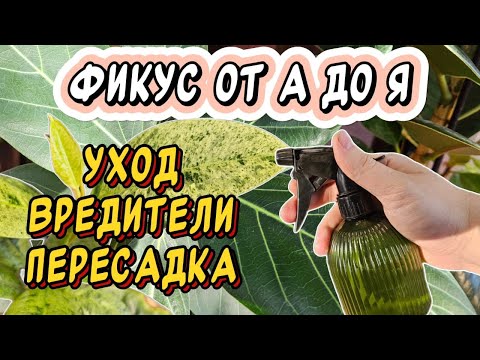 Видео: Фикусы от А до Я: пересадка, уход, вредители