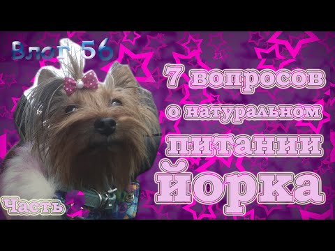 Видео: Натуральное питание йорка. Часть 2. Чем кормить йорка? Сколько еды давать йорку?
