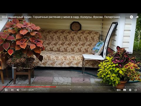 Видео: Мой горшечный садик. Горшечные растения у меня в саду. Колеусы. Фуксии. Пеларгонии.