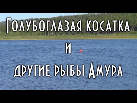 Видео: Голубоглазая косатка и другие рыбы Амура. Подводная охота,  прозрак