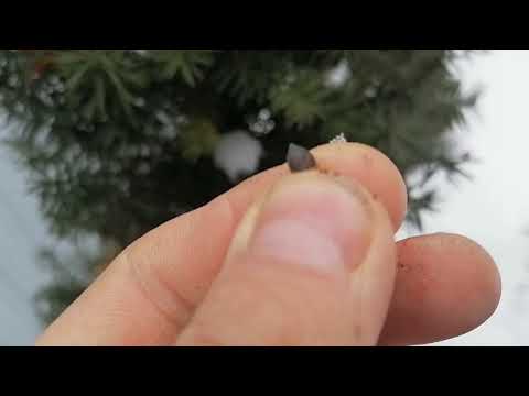 Видео: головчатотисс, тисс. размножение семенами