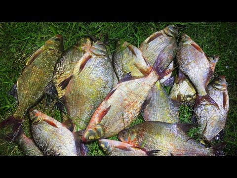 Видео: БЕШЕННЫЕ ПОКЛЕВКИ! ПОВОДКИ РВУТСЯ! рыбалка на фидер на реке Чулым