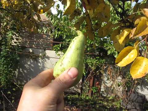 Видео: ЛИСТОПАДНА,КИРГИЗСЬКА І НЕВІДОМА - ЗИМОВІ ПІЗНІ ГРУШІ