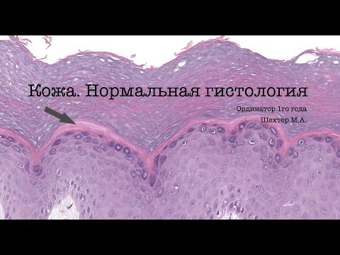 Видео: Кожа  Нормальная гистология