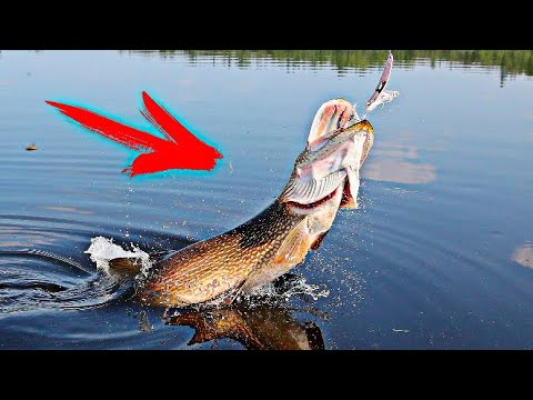 Видео: ПОШЛА РАЗДАЧА !!! ЩУКА ДНЁМ ?!? ОДНА ЗА ОДНОЙ