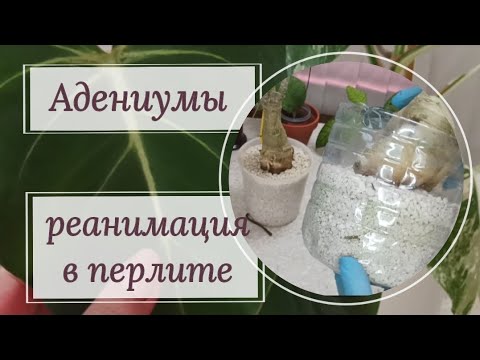 Видео: Реанимация адениумов в перлите. Как идет процесс?🧐