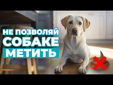 Видео: МЕТКИ в КВАРТИРЕ: как ОТУЧИТЬ СОБАКУ метить углы и почему метки не имеют ничего общего с лужами?