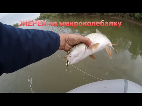 Видео: Ловля жереха.Спиннинг на реке Урал.