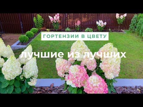 Видео: Цветение метельчатых гортензий 🌸15.08.2024