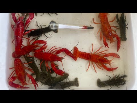 Видео: Как я пересылаю аквариумных Раков в зимний период в другие города. Термобокс