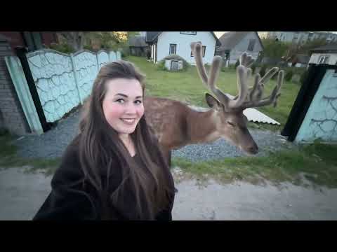 Видео: Олень Борис поводився,як удома#irysik3076 #deer #animals #олень #оленьборис #оленьборя  #оленьборька