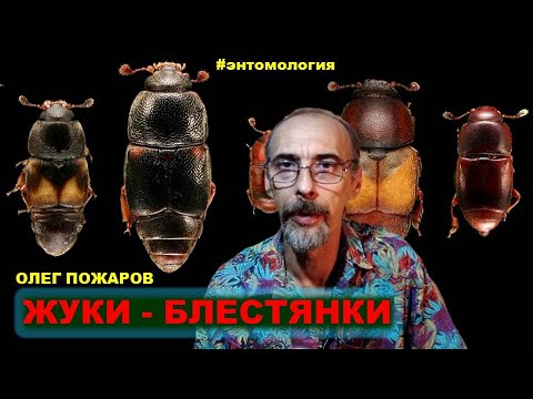 Видео: Жуки-блестянки