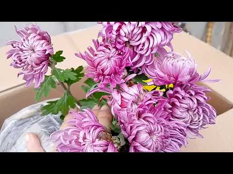 Видео: Розпаковка хризантеми ,купила нові кущі.# хризантема 