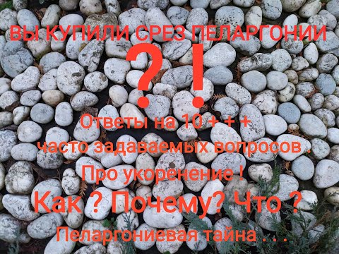 Видео: Вы купили срез пеларгонии ? Про укоренение. Ответы на вопросы покупателей .Как ,почему,что? Тайна...